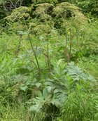 Toxic Giant Hogweed as seen on Cross Country Road near Bancroft, Ontario